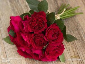 ROSE D. AUSTIN DARCEY colombie